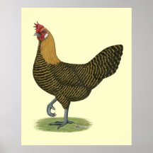 Campine:  Golden Hen Posters