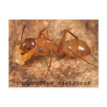Camponotus castaneus post cards