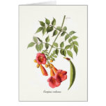 Campsis radicans cards