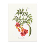 Campsis radicans,Trumpet Vine. postcards