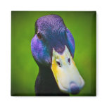 Camra curious....... magnets