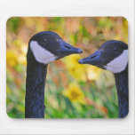 Canada Geese and Daffodils Mousepads