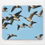Canada Geese Flock in Flight Mousemats