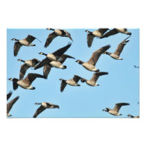 Canada Geese Flock in Flight Art Photo