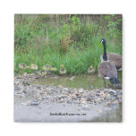 Canada Geese Mum Babies Nature Photo Magnet