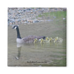 Canada Geese Mum Babies Nature Photo Magnet