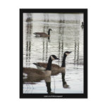 Canada Geese -  Postcard