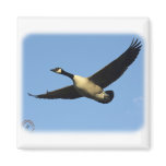 Canada Goose 9R005D-123 magnets
