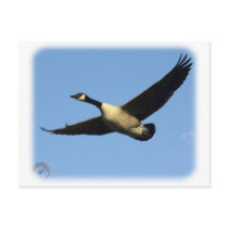 Canada Goose 9R005D-123 Post Card