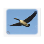 Canada Goose 9R005D-123 postcards