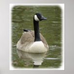 Canada Goose 9R038D-005 posters