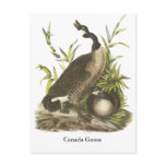 Canada Goose, John Audubon Post Cards