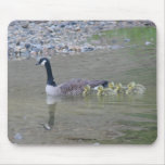 Canada Goose Mum Babies Nature Photo Mousepad