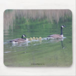 Canada Goose Mum Babies Nature Photo Mousepad
