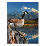 CANADA GOOSE ON THE LAKE POSTCARD