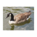 Canada Goose Postcard