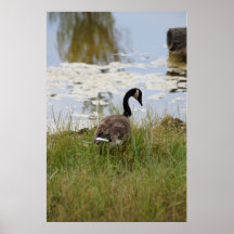 Canada Goose Poster - full bleed