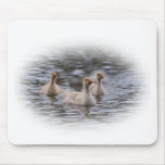 Canada Goslings mousepads