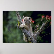 Canada Lynx-small kitten Posters