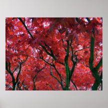 Canada Maple Tree in the Fall Print