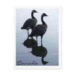 Canada Souvenir Postcards Canada Geese Cards