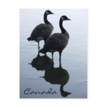 Canada Souvenir Postcards Canada Geese Postcards