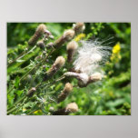 Canadian Dandelion Posters