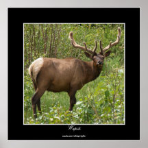 Canadian Elk (Wapiti) in Jasper National Park Print