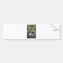 Canadian Feather Show Bumper Stickers