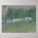 Canadian Geese Family Nature Photo Poster posters