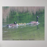 Canadian Geese Family Nature Photo Poster