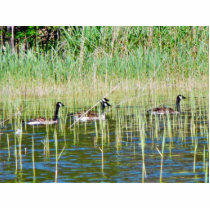 Canadian Geese Swimming Cut Outs