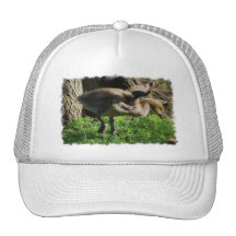 Canadian Gosling Baseball Hat