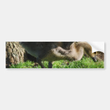 Canadian Gosling Bumper Stickers