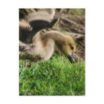Canadian Gosling Postcard