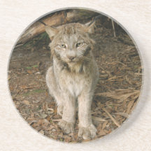 Canadian Lynx Coaster
