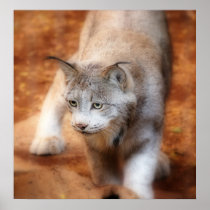 Canadian Lynx Posters