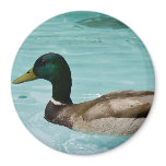 Canadian Mallard magnets