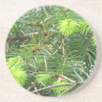 Canadian Pine Tree Coaster