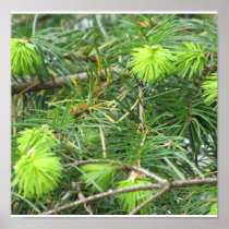 Canadian Pine Tree (Framed) Posters