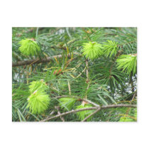 Canadian Pine Tree Post Card
