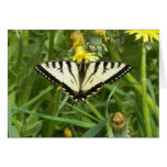 Canadian Tiger Swallowtail Butterfly Notecard