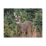 Canadian White Tail Deer  Postcard