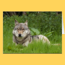 Canadian Wolf cards