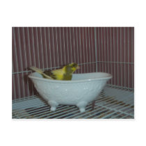 Canary bath postcards