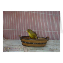Canary old time bath tub greeting card
