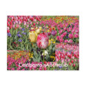 Canberra Australia postcard
