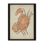 Cancer the Crab
