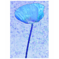 Candy blue poppy t-shirts