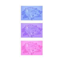 Candy dahlias t-shirts